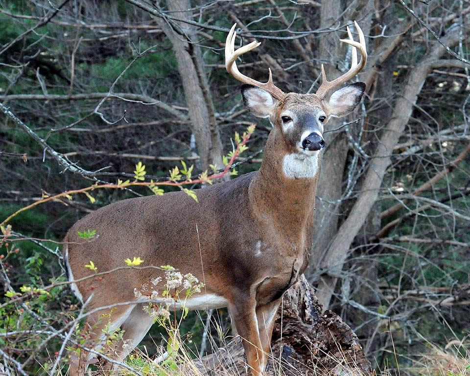 Deer fencing