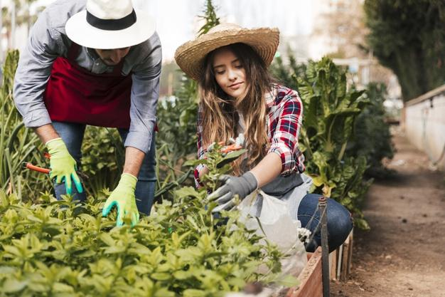 Garden maintenance services