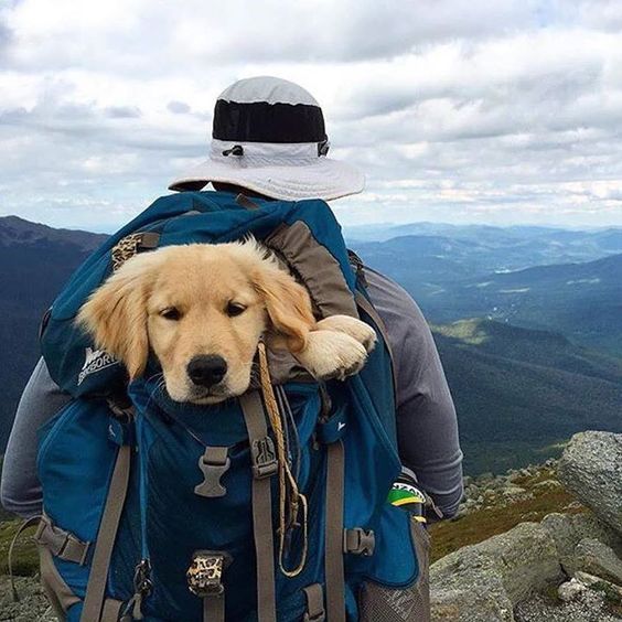 Dog Travel