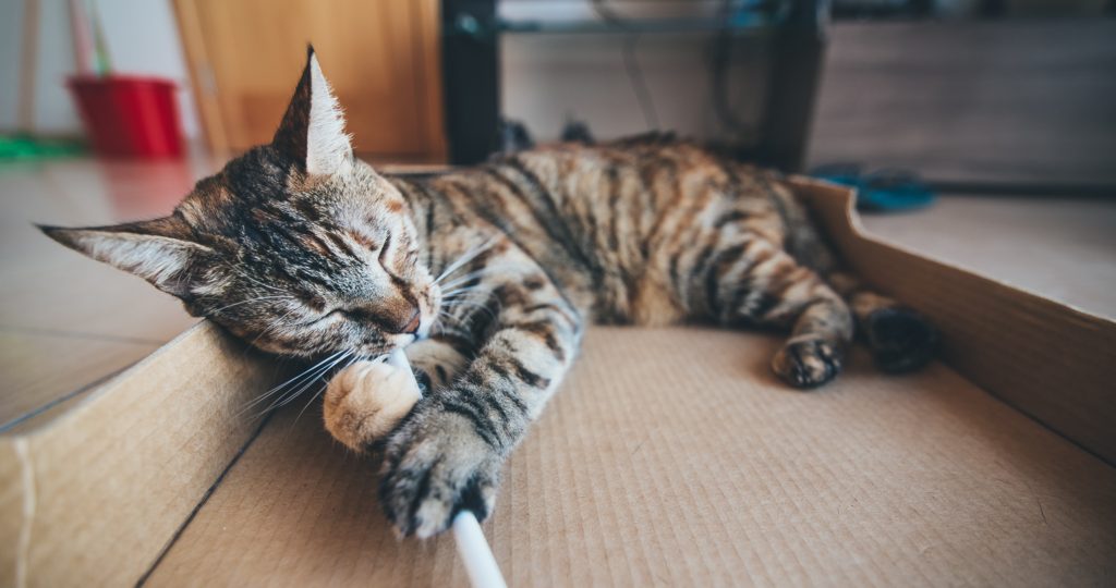 cat peeing on a carpet