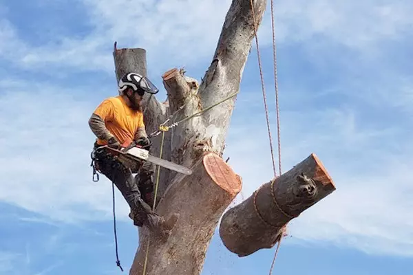 tree service